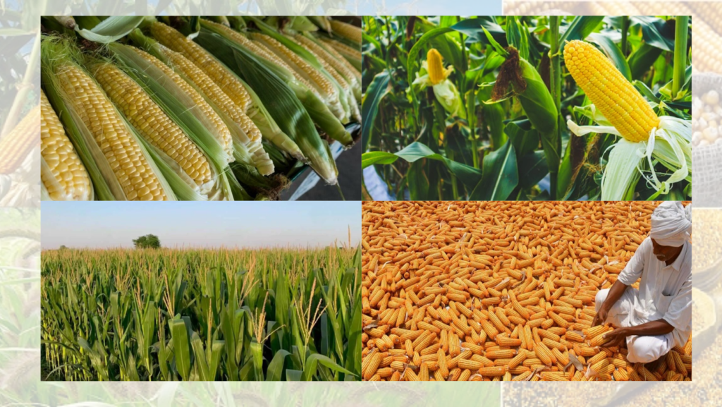 Premium Maize Exporters from Pakistan 🌽✨